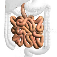 smallintestine