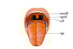 Tongue and Taste