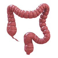 colon