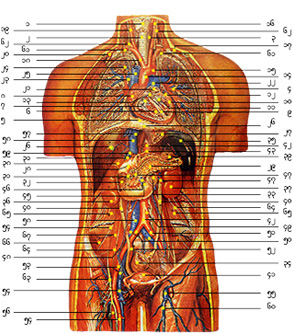 Parts of the body (Woman's Structure)